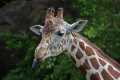 _MG_2363  Reticulated giraffe (Giraffa camelopardalis reticulata).jpg