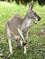 _MG_0042 kangaroo.jpg