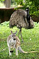 _MG_0048 kangaroo and emu.jpg
