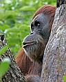 _MG_0096 orangutan.jpg