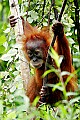_MG_0109 baby orangutan.jpg