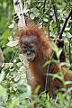 _MG_0110 baby orangutan.jpg