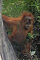 _MG_0181 baby orangutan.jpg