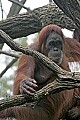 _MG_0187 female orangutan.jpg