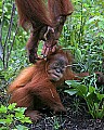 _MG_0197 baby orangutan.jpg