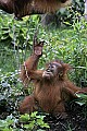 _MG_0201 baby orangutan reaching for mom.jpg