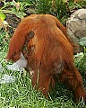 _MG_0211 baby orangutan hangs on mom.jpg