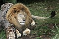 _MG_0244 male lion.jpg