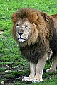 _MG_0309 male lion.jpg