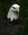 _MG_0447 bald eagle .jpg