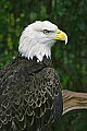 _MG_0451 bald eagle.jpg