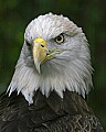_MG_0459 bald eagle.jpg