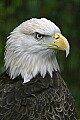 _MG_0462 bald eagle.jpg