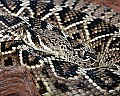 _MG_0950 Eastern Diamondback Rattlesnake.jpg
