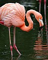 _MG_9642 flamingo.jpg