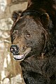 _MG_9657 grizzly bear.jpg