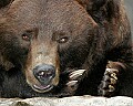 _MG_9677 alaskan brown bear-grizzly.jpg