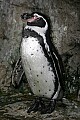 _MG_9764 humboldt penguin.jpg