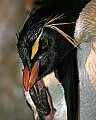 _MG_9816 rockhopper penguin.jpg