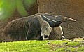 DSC_0912 giant anteater (w).jpg