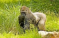 DSC_0981 silverback ape.jpg