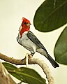 DSC_1014 red-crested cardinal.jpg
