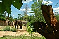 DSC_9246 Asian Elephant.jpg