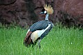DSC_9291 crowned crane.jpg