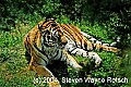 DSC_9365 tiger.jpg