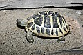 st louis zoo 007 hermann's tortoise.jpg