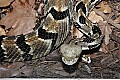 st louis zoo 028 timber rattlesnake.jpg
