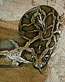 st louis zoo 039 burmese python.jpg