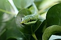 st louis zoo 052 vietnamese long-nosed snake.jpg