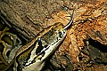 st louis zoo 057 burmese python tongue.jpg
