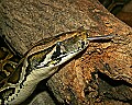 st louis zoo 059 burmese python-tongue.jpg