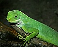 st louis zoo 065 iguana .jpg