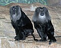 st louis zoo 111 lion-tailed macaque.jpg