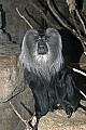 st louis zoo 113 lion-tailed macaque.jpg