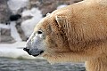st louis zoo 1150 polar bear.jpg