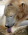 st louis zoo 1180 polar beaer tongue.jpg