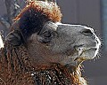st louis zoo 1206 foaming-at-the-mouth Bactrian Camel.jpg
