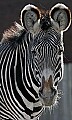 st louis zoo 1216 zebra portrait.jpg