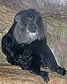st louis zoo 127 lion-tailed macaque.jpg