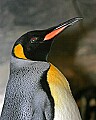 st louis zoo 1318 king penguin.jpg