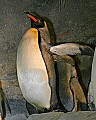 st louis zoo 1320 king penguin.jpg