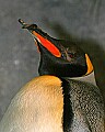 st louis zoo 1323 king penguin with bent beak.jpg