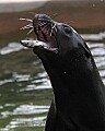 st louis zoo 1388 seal eating fish.jpg
