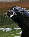st louis zoo 1389 seal eating fish.jpg