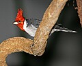 st louis zoo 1431 red-capped cardinal.jpg