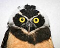 st louis zoo 1487 spectacled owl.jpg